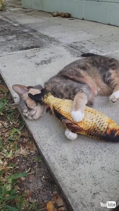 ペチペチにゃんこ