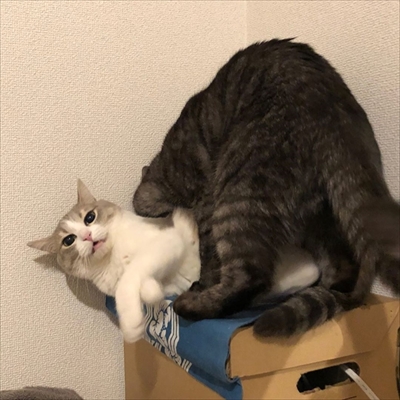 神経質キャット