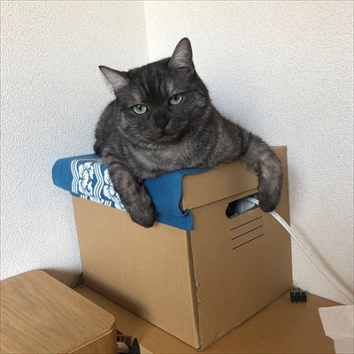 神経質キャット