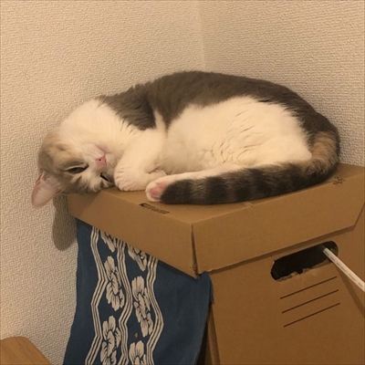 神経質キャット