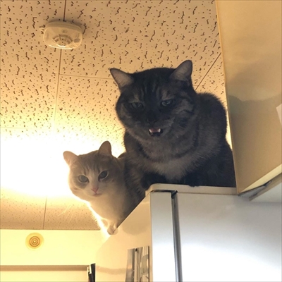 神経質キャット