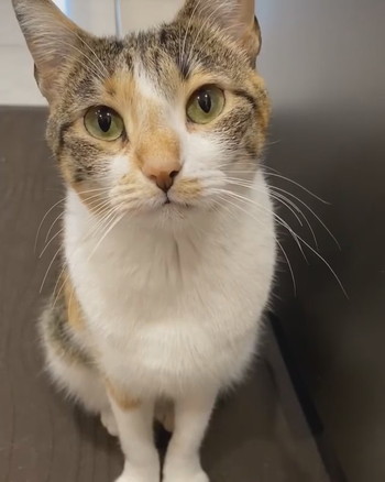 しょんぼりにゃんこ