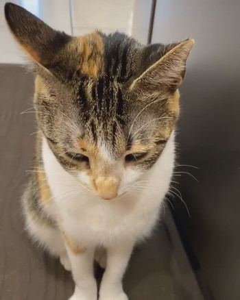 しょんぼりにゃんこ