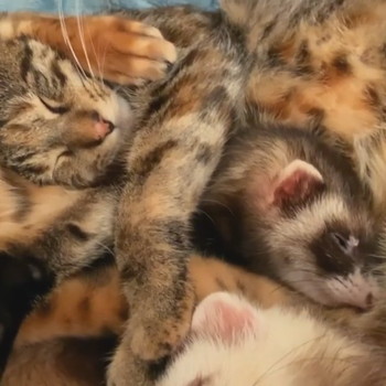 猫とフェレット