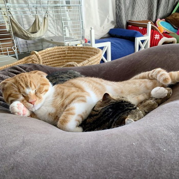 ねこちゃんたちも