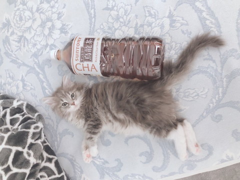 すくすく育ったネコちゃん