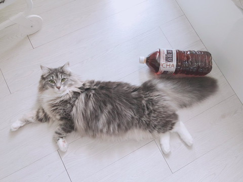 すくすく育ったネコちゃん