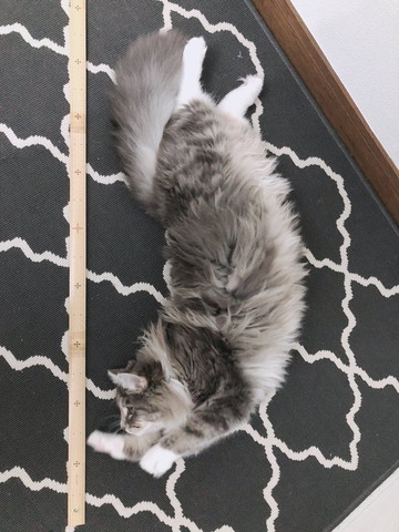 すくすく育ったネコちゃん