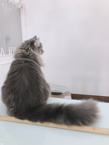 すくすく育ったネコちゃん