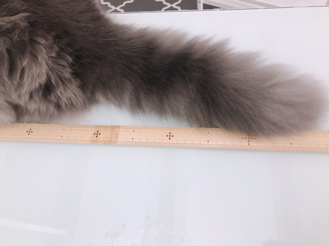 すくすく育ったネコちゃん