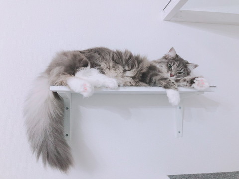 大きくなったらふちゃん