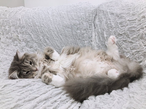 大きくなったらふちゃん