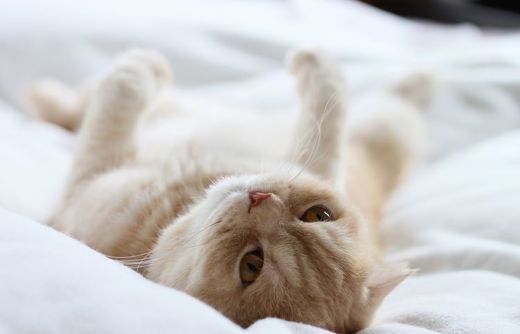 ペット手帳 猫 コード