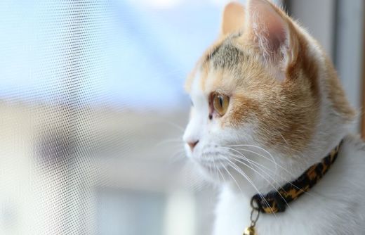 ペット手帳 猫 コード