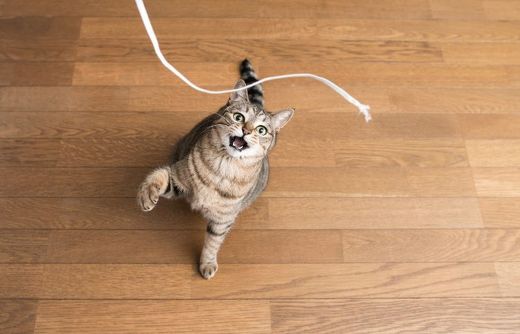 ペット手帳 猫 コード