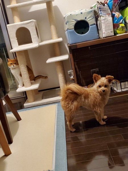 飽きている犬猫