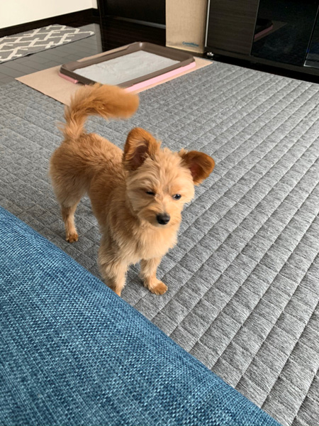 少し下を見るわんこ