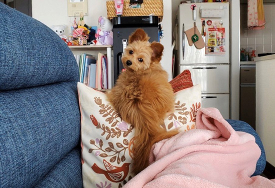 クッションの上にいるわんこ