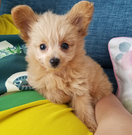 迎えたばかりのわんこ