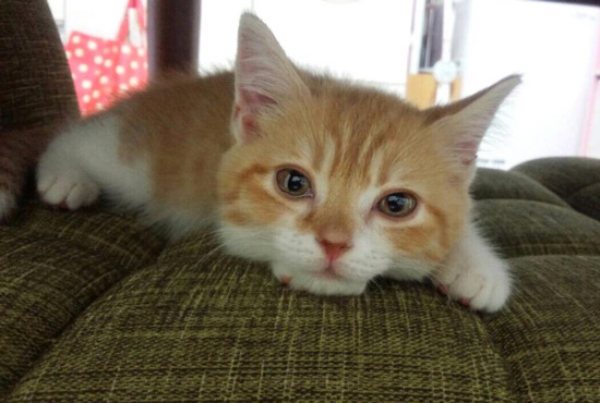 迎えたばかりの猫ちゃん