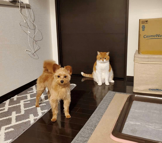 怒りを感じるにゃんこ