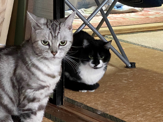 2匹の猫ちゃん