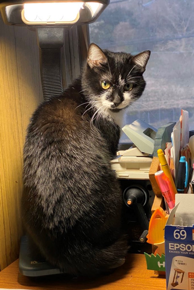 ライトの下で振り返るちびさん