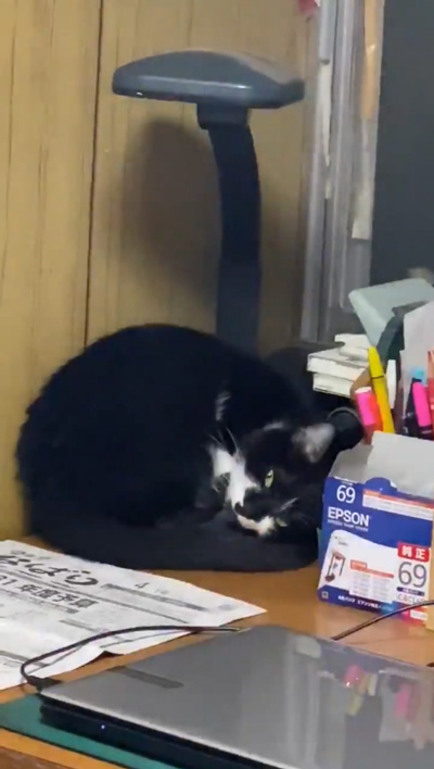 ライトオフのちびさんアップ