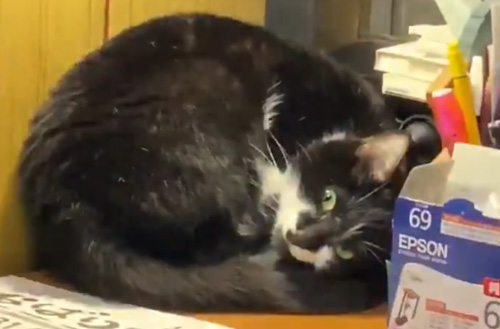 ちびさん切り抜きアップ