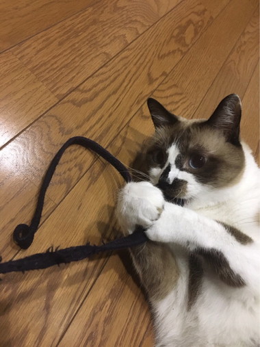ペロくん
