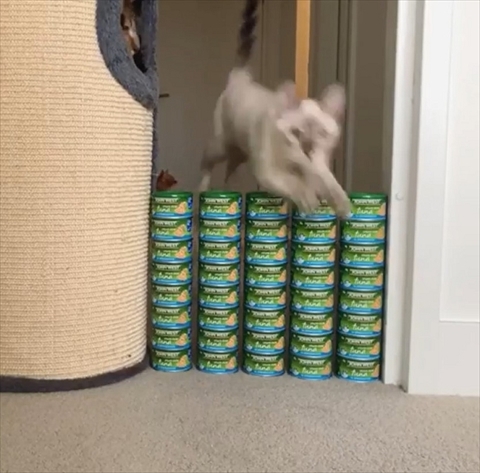 ツナ缶ジャンプ