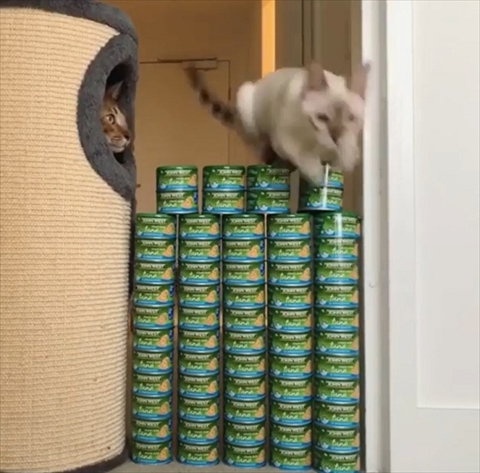 ツナ缶ジャンプ