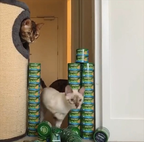 ツナ缶ジャンプ