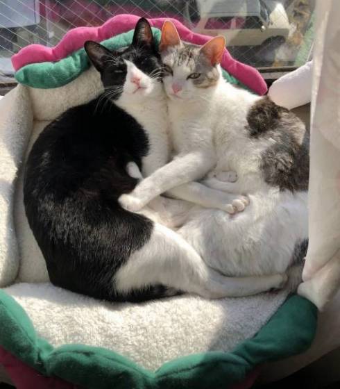 くろまめ とうふ 猫 大豆姉妹