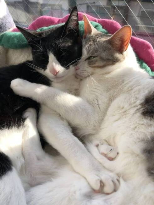 くろまめ とうふ 猫 大豆姉妹