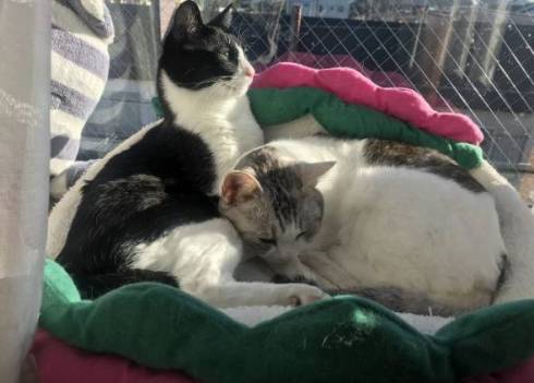 くろまめ とうふ 猫 大豆姉妹