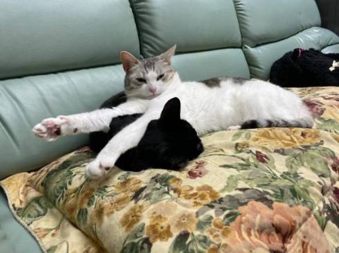 くろまめ とうふ 猫 大豆姉妹