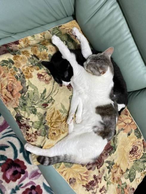 くろまめ とうふ 猫 大豆姉妹