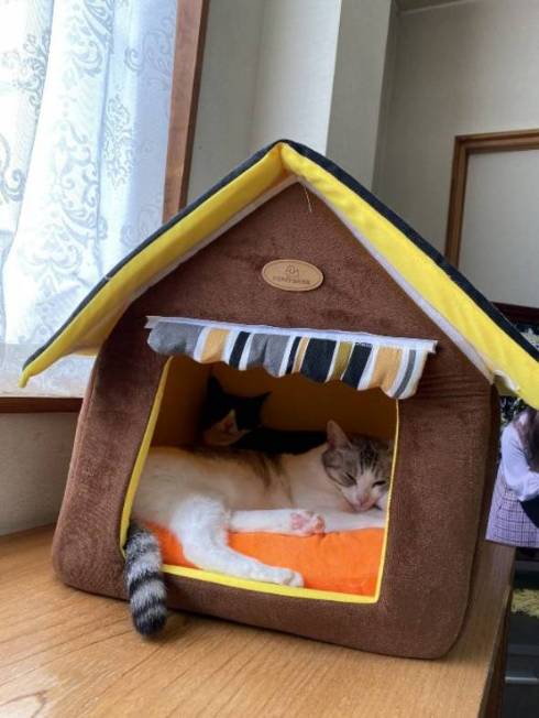 くろまめ とうふ 猫 大豆姉妹