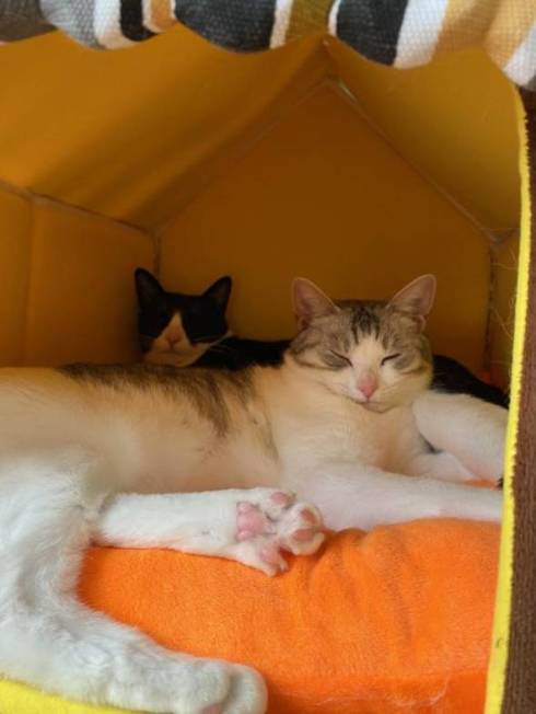 くろまめ とうふ 猫 大豆姉妹