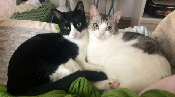 くろまめ とうふ 猫 大豆姉妹