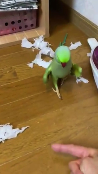 得意気なインコさん