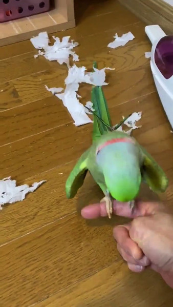 得意気なインコさん