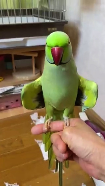 得意気なインコさん