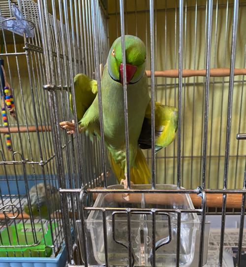 得意気なインコさん