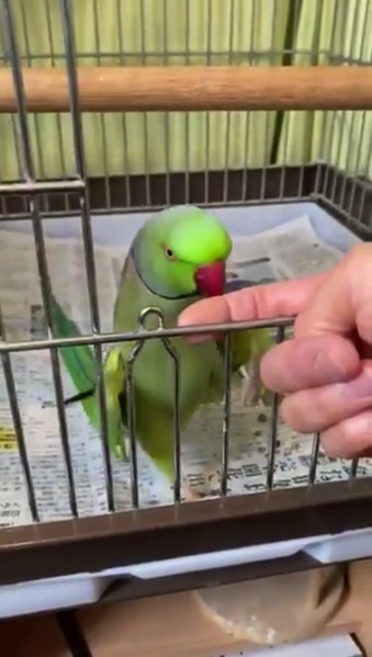 得意気なインコさん