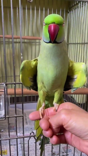 得意気なインコさん