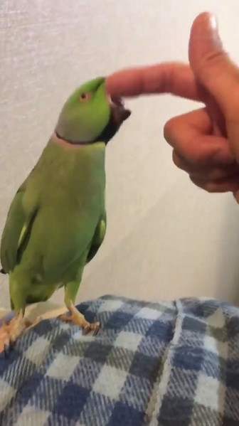 得意気なインコさん