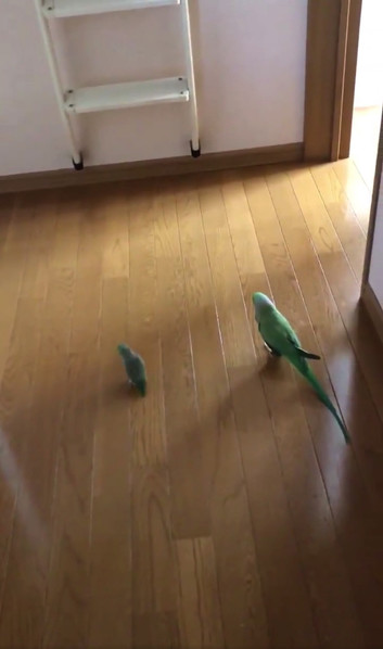 得意気なインコさん