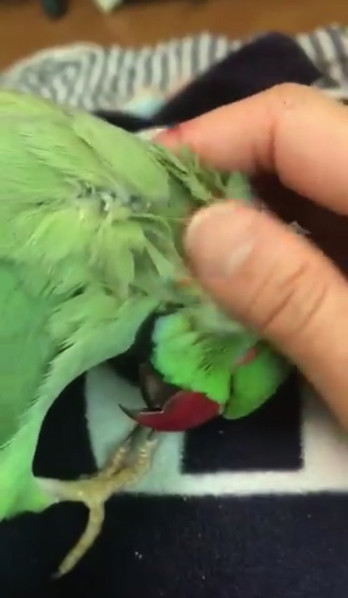 得意気なインコさん